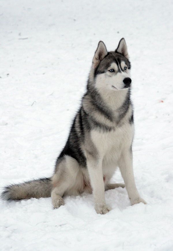 Ảnh nhận biết giống Siberian Husky