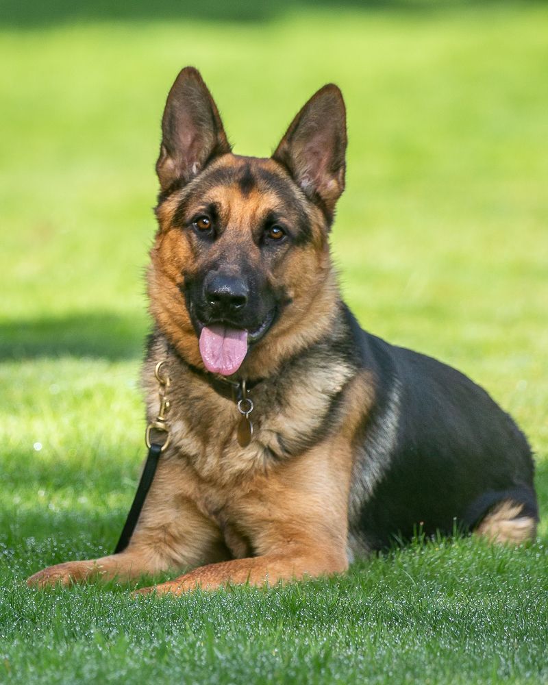 Ảnh nhận biết giống German Shepherd
