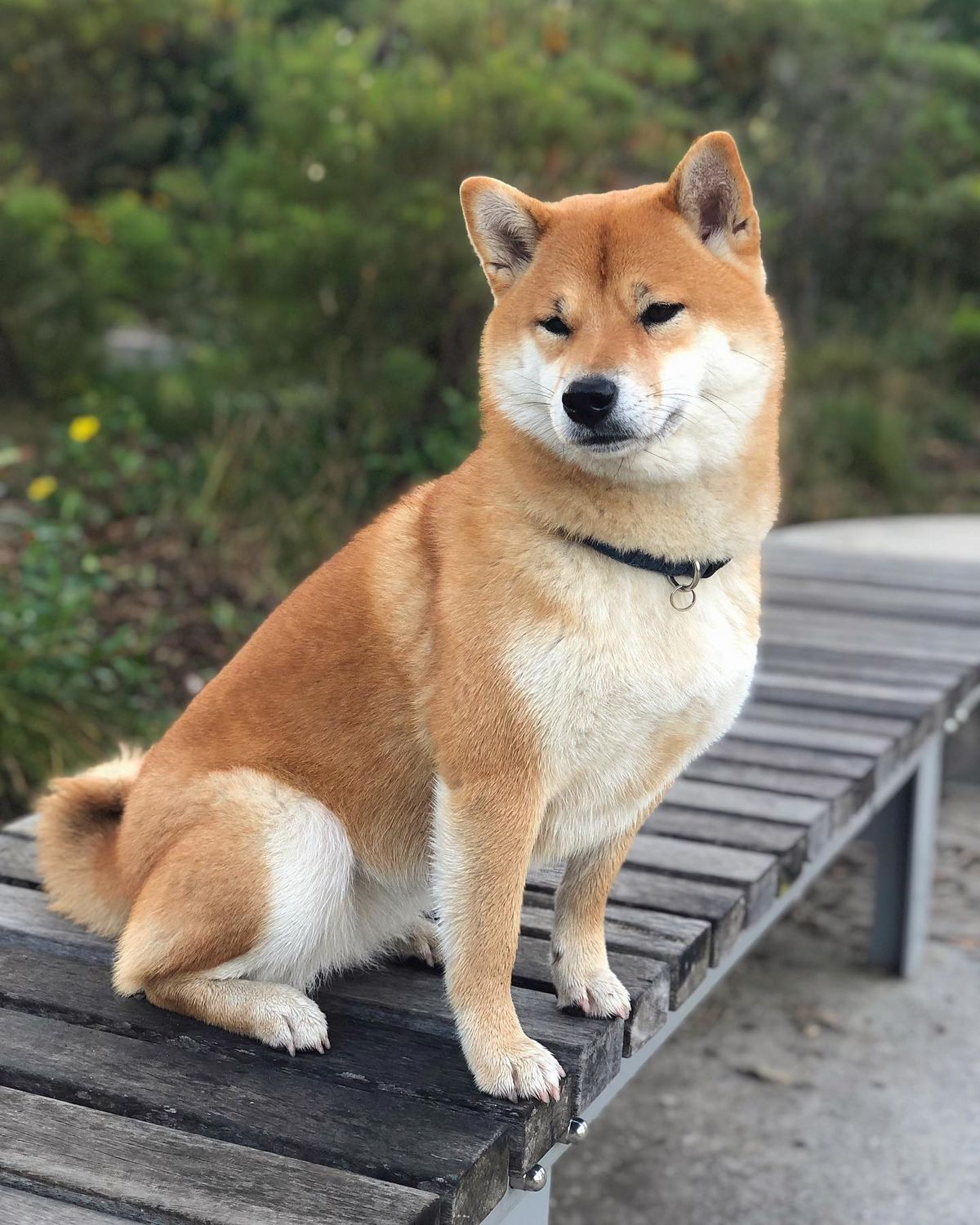 Ảnh nhận biết giống Shiba Inu