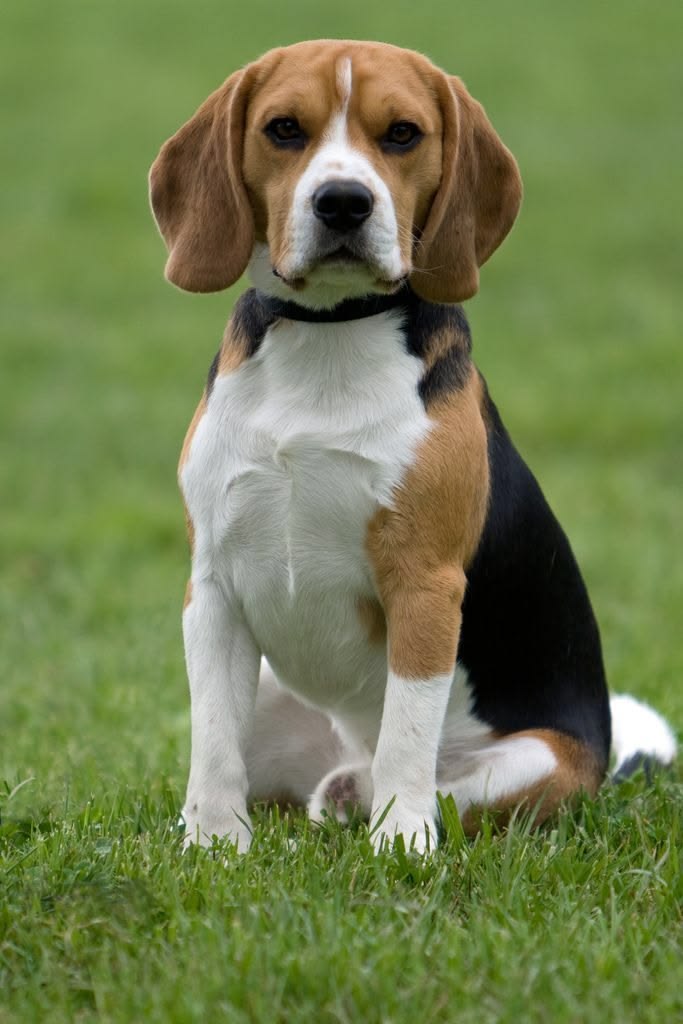 Ảnh nhận biết giống Beagle