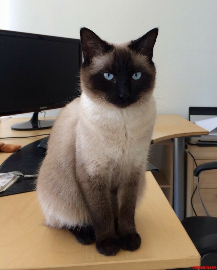 Ảnh nhận biết giống Siamese